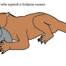 сумчатый лев и вомбат