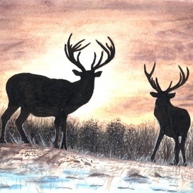 Олени на закате