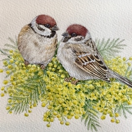 ‘’ Воробьи в мимозе ‘’. 