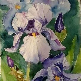Ирисы