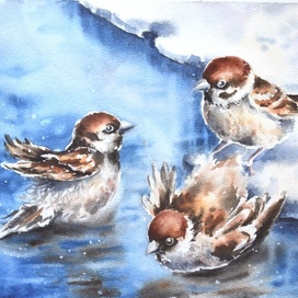 Воробьиные купания