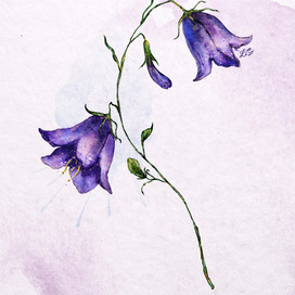 Колокольчик 