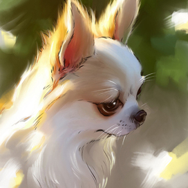 Чихуахуа  в саду