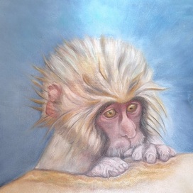 Японский макак