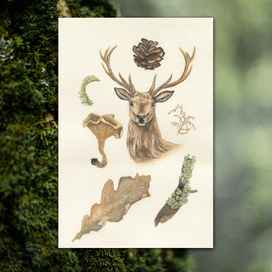 Лесные иллюстрации