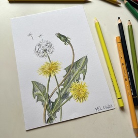 Ботаническая иллюстрация. Одуванчик