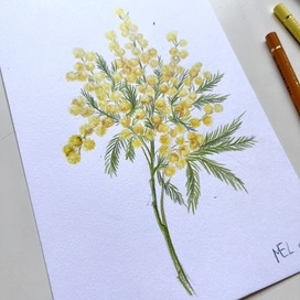 Ботаническая иллюстрация. Мимоза