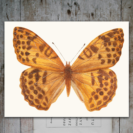 бабочка акварель