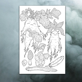 мандрагора раскраска для взрослых