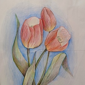 Тюльпаны