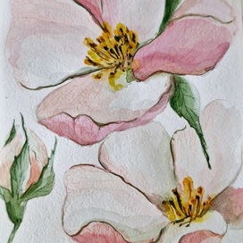 шиповник. акварель