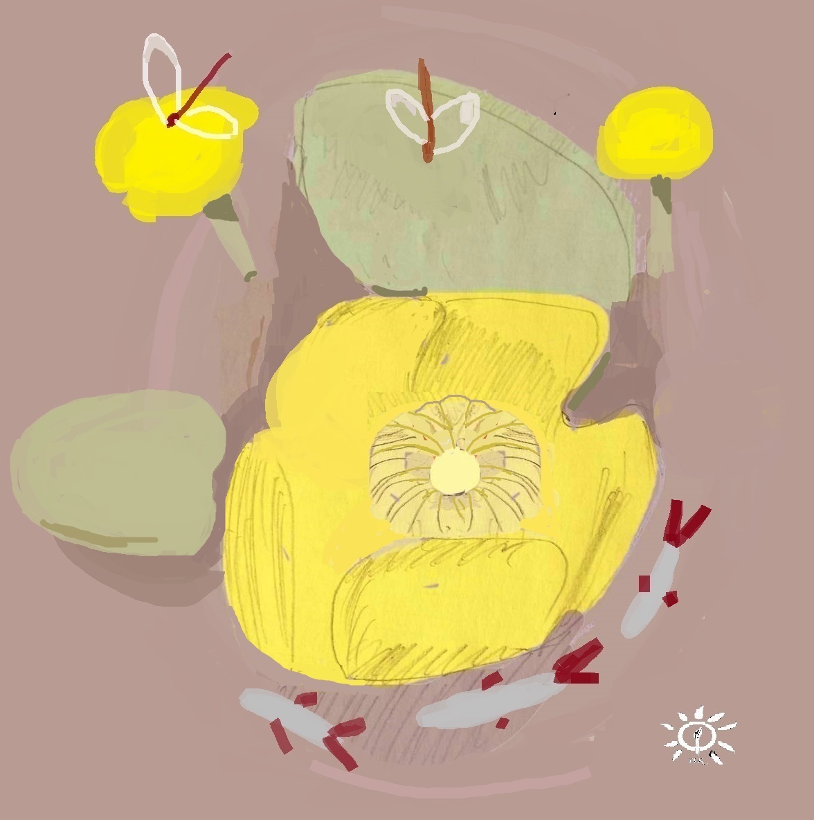 Кубышка на речке