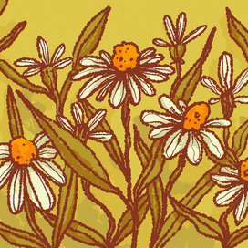 Летние ромашки