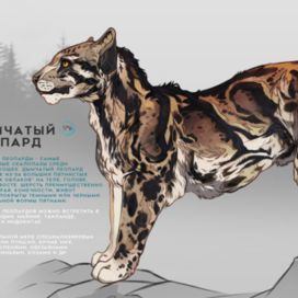 Большие кошки : Дымчатый леопард