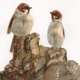 Воробушки на камне