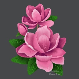 Цветок магнолии 