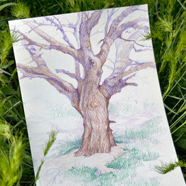 Дерево зарисовка