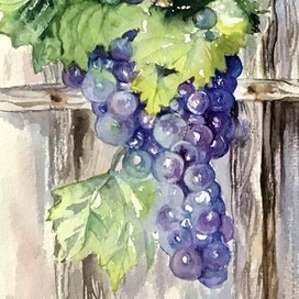 Акварель Виноград