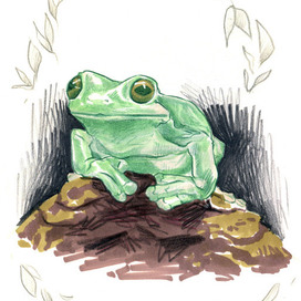 Лягушонок