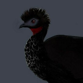 Ржавобрюхая Пенелопа