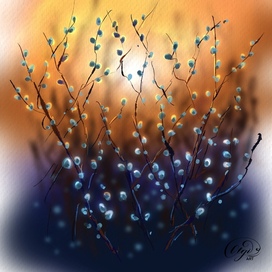 Верба утром