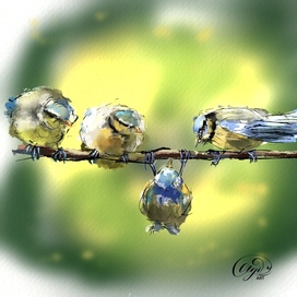 Синицы весной
