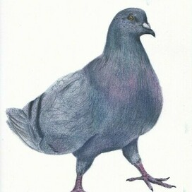 Голубь