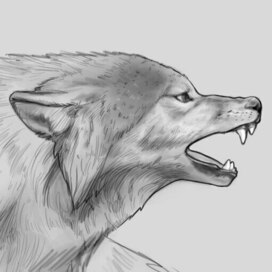 Волк набросок