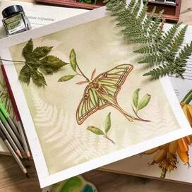 Павлиноглазка Изабелла