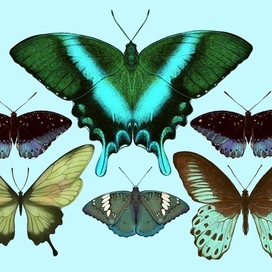 Композиция из бабочек