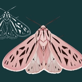 Этюд розового мотылька с эскизом