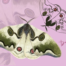 Плакат с мотыльком на розовом фоне