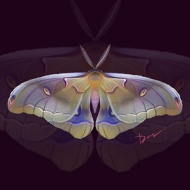 Плакат с цветным мотыльком