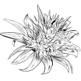 Экзотический цветок