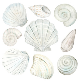 Морские ракушки в пастельных тонах