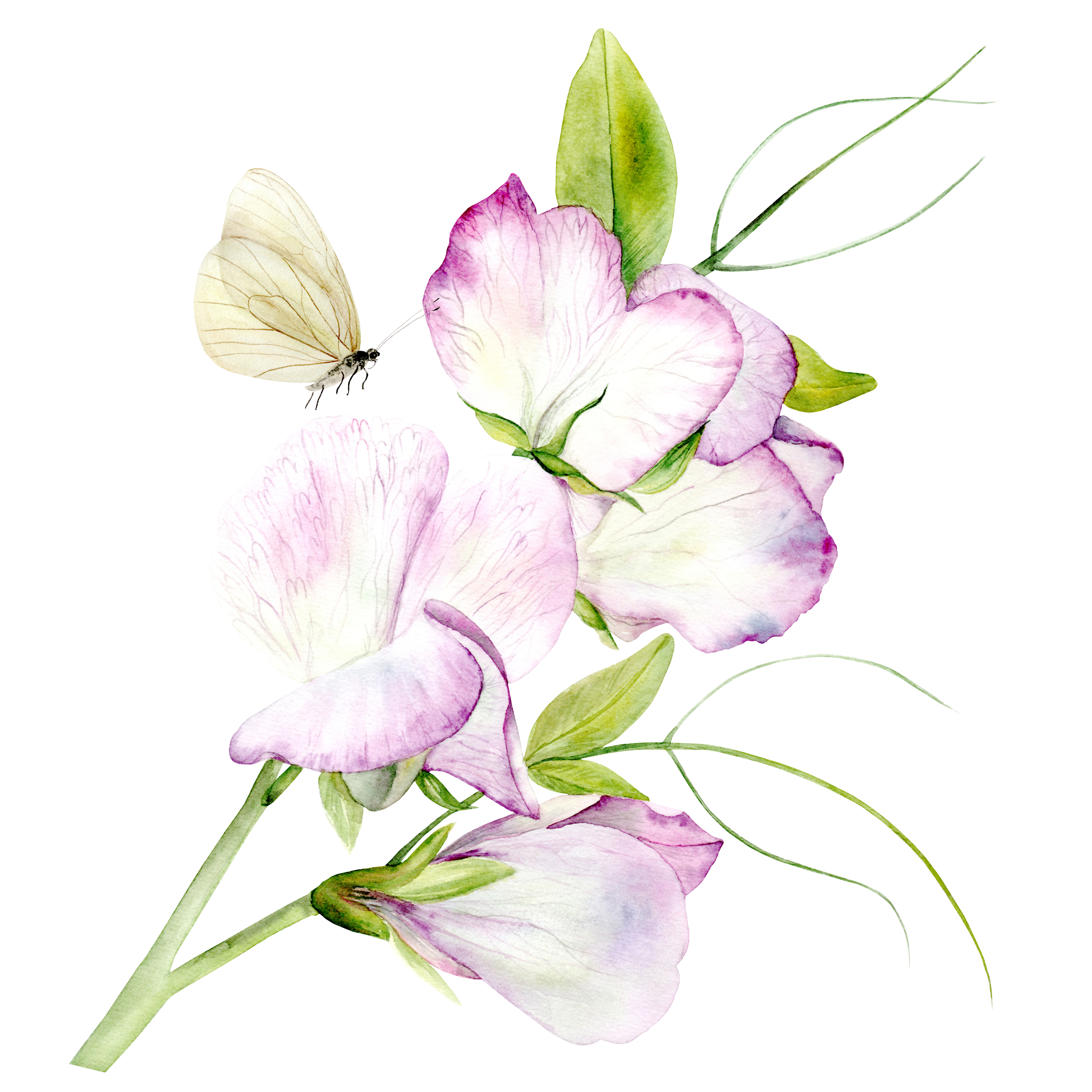 Душистый горошек на белом фоне