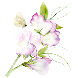  Душистый горошек на белом фоне