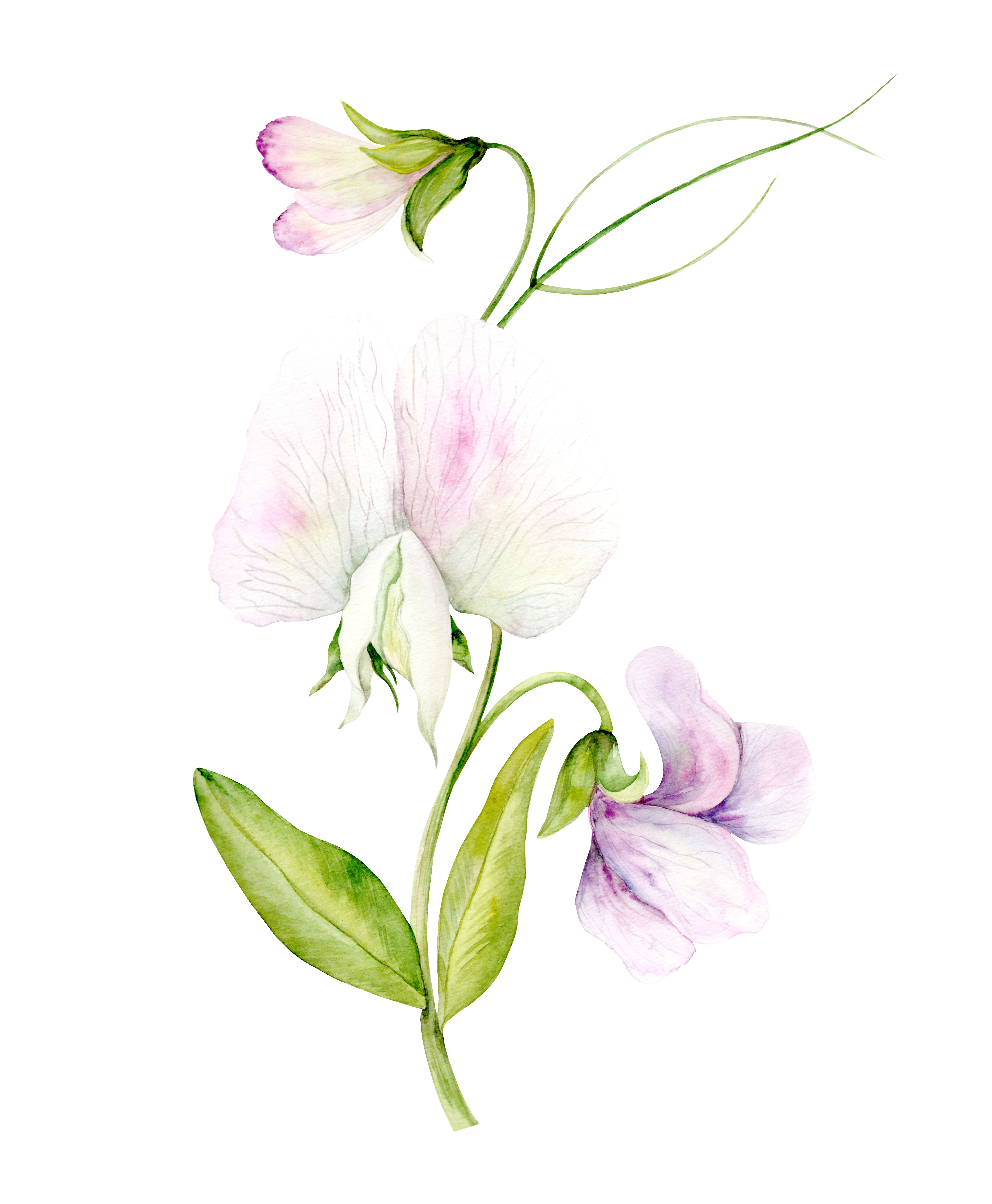 Ветка душистого горошка