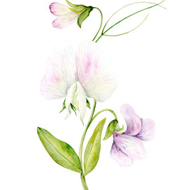 Ветка  душистого горошка