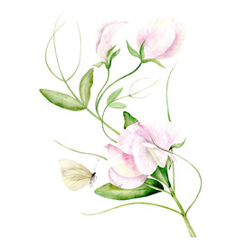 Ветка  душистого горошка