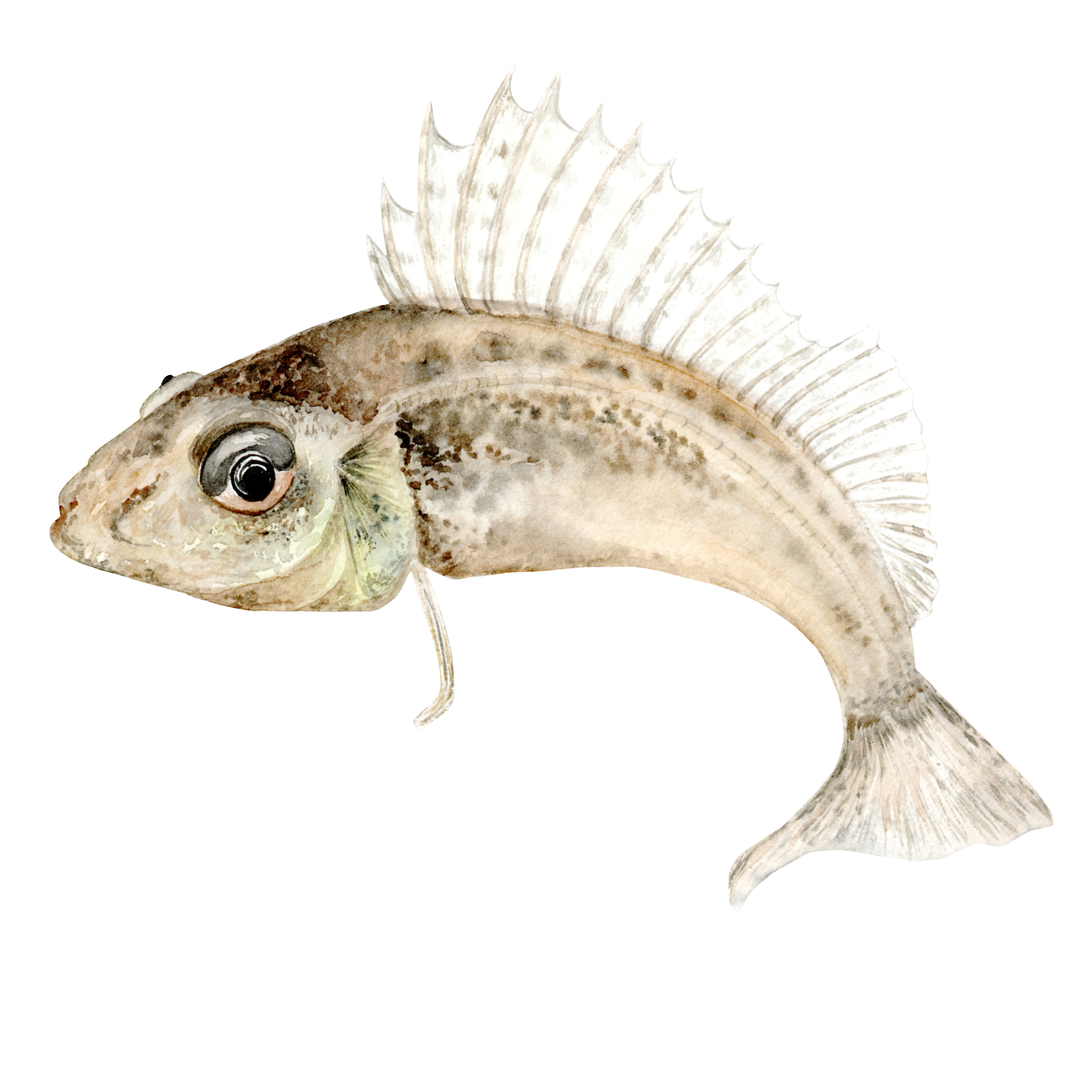 Речной Ёрш обыкновенный