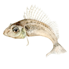 Речной Ёрш обыкновенный