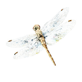 Стрекоза акварельная иллюстрация