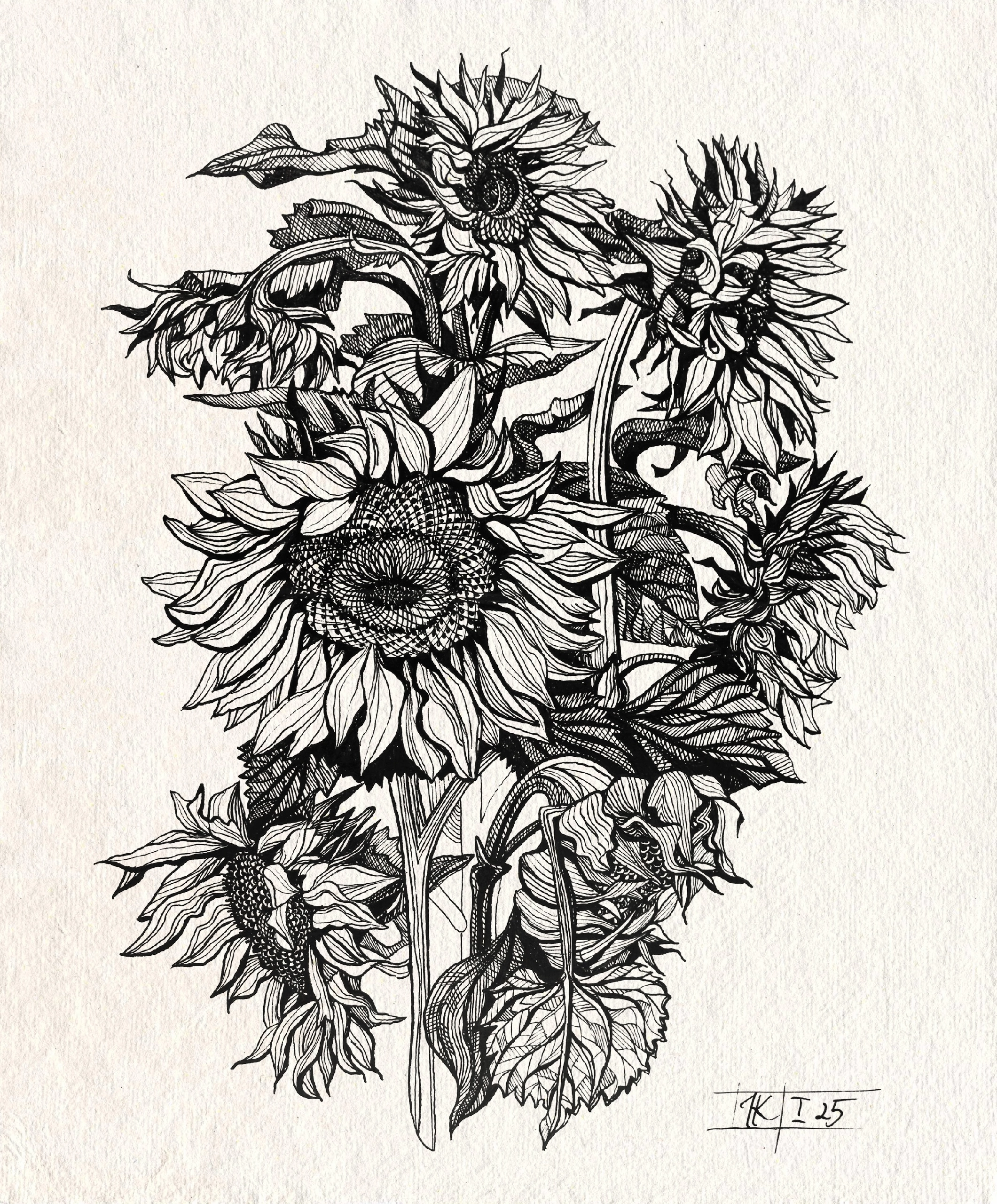 Подсолнухи