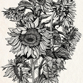 Подсолнухи 