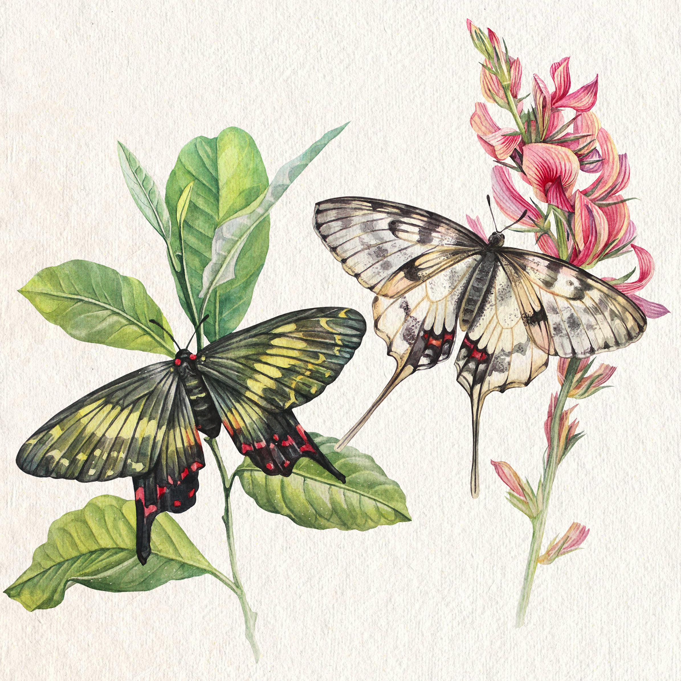 Редкие бабочки