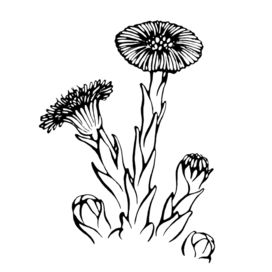 Мать-и-мачеха