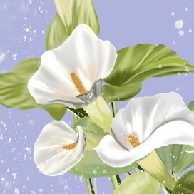 Кала:изящный цветок с характерной формой 