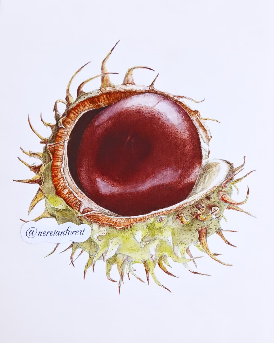 Книга "Сказки Нерейского леса" Сказка Нерейский лес