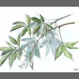 Ветка винограда